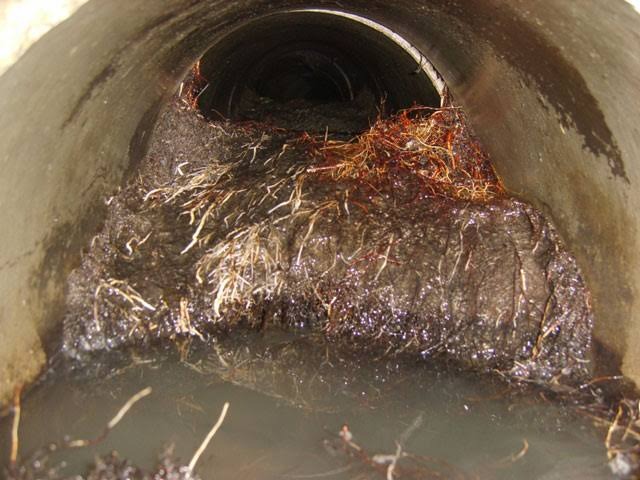 Thick tree root intrusion mass blocking underground sewer pipe in Houston, TX 77002